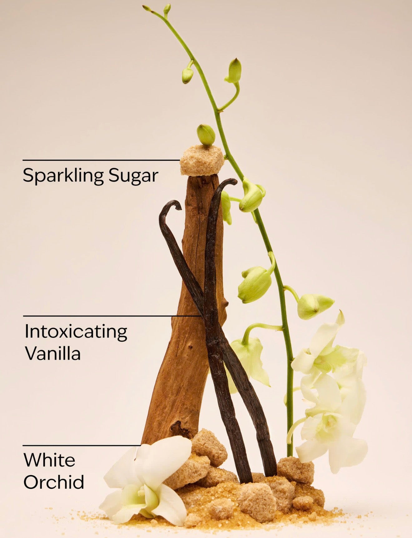 Warm Vanilla Sugar Body Lotion